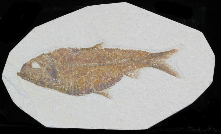 Knightia Alta Fossil Fish #32700